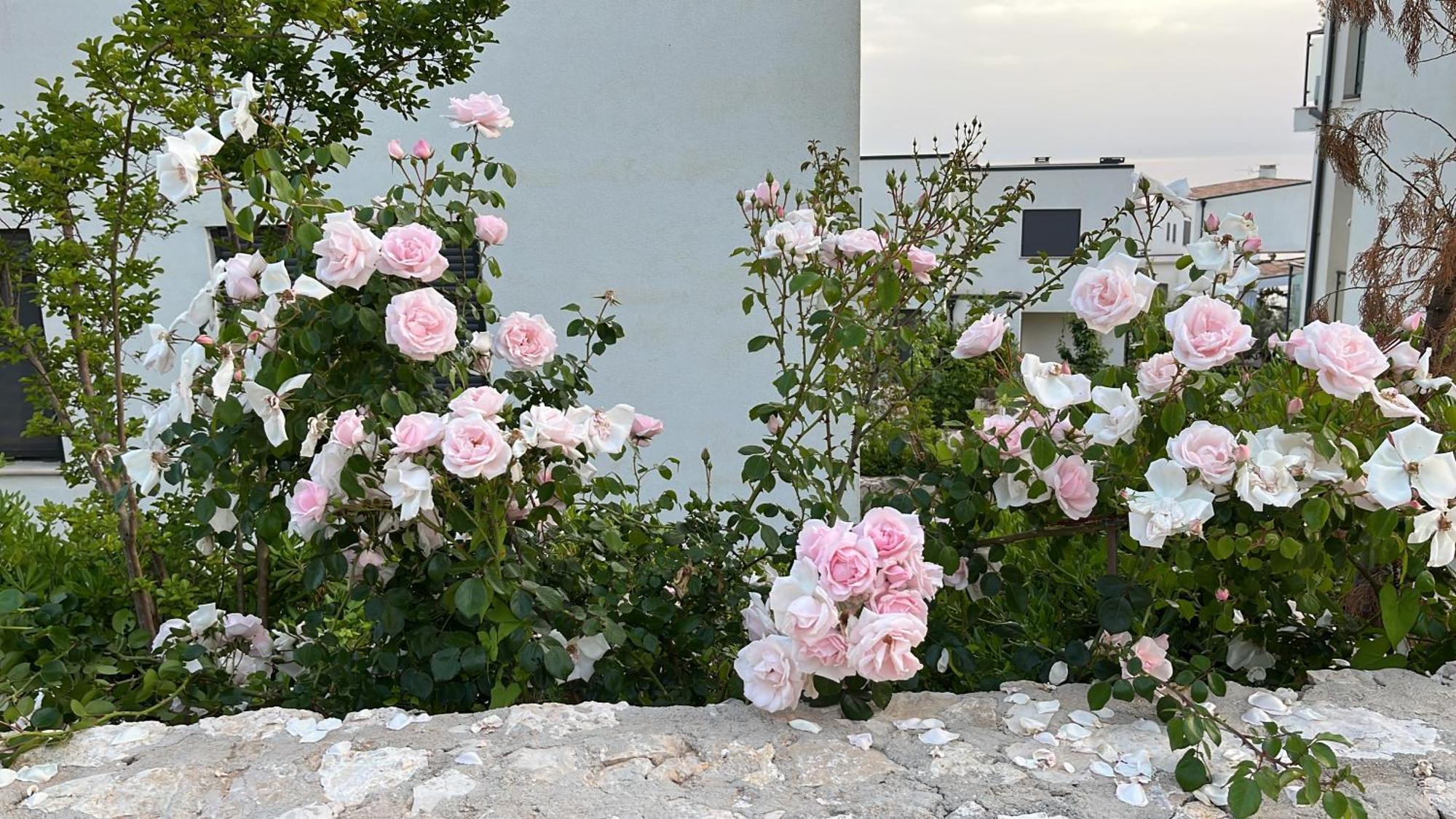 White Rocks Edera 2 I Apartment Dhermi